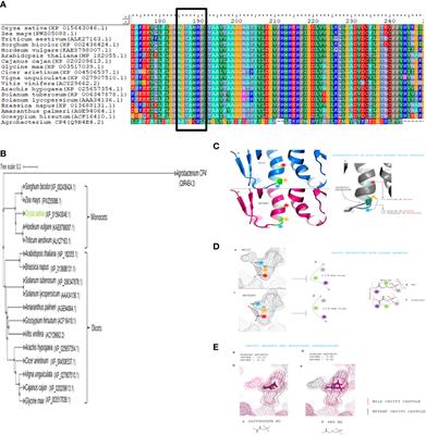 CRISPR/Cas9‐mediated homology donor repair base editing confers glyphosate resistance to rice (Oryza sativa L.)